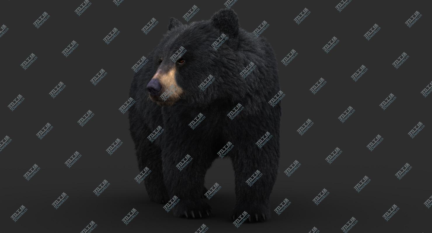 images/goods_img/202105071/Black Bear (Fur) 3D model/4.jpg